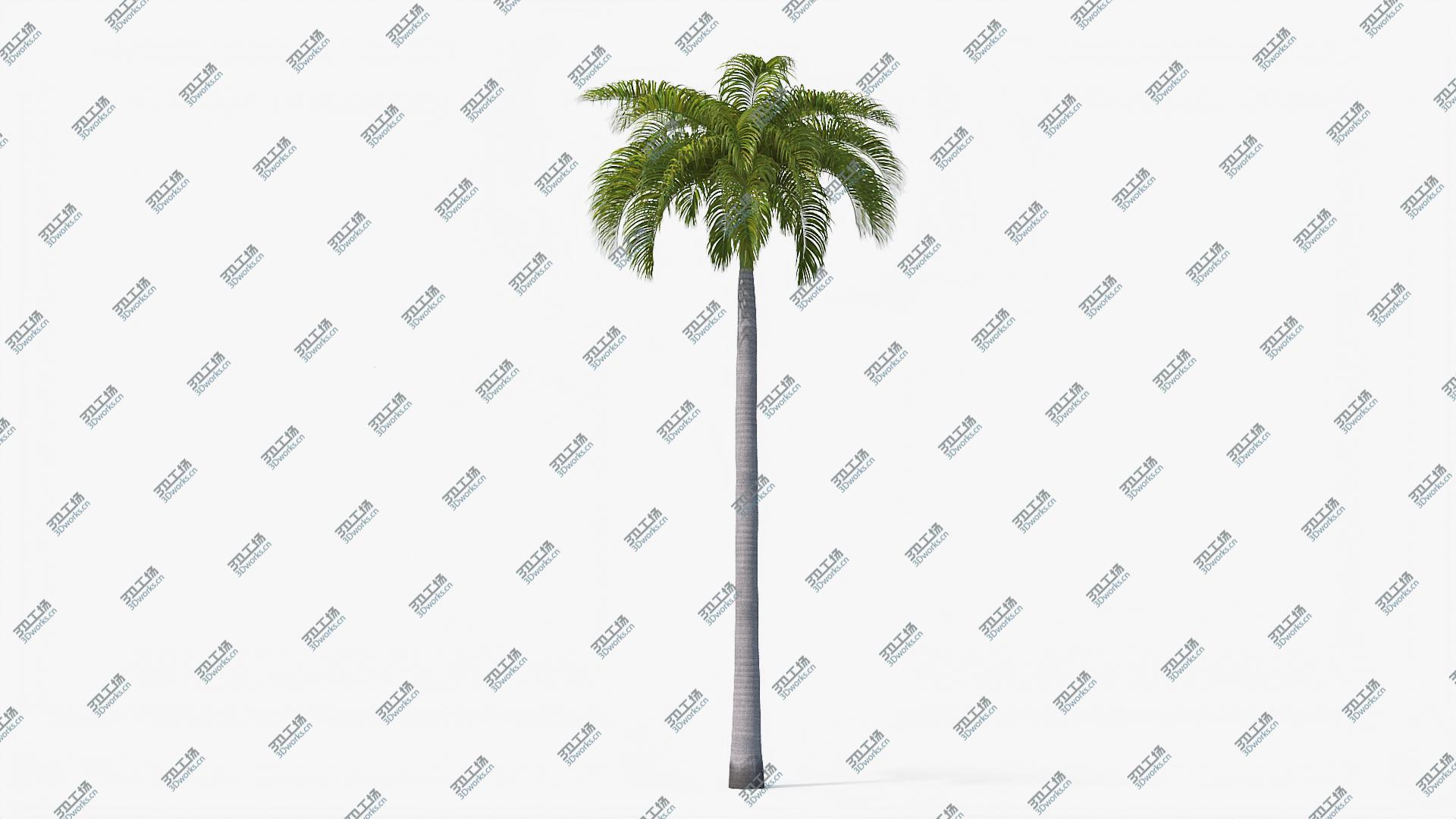 images/goods_img/2021040232/3D Palms Royal 02 model/3.jpg
